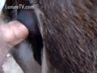 [ Pet XXX Video ] Pussy lust man fucking an beast in the wazoo